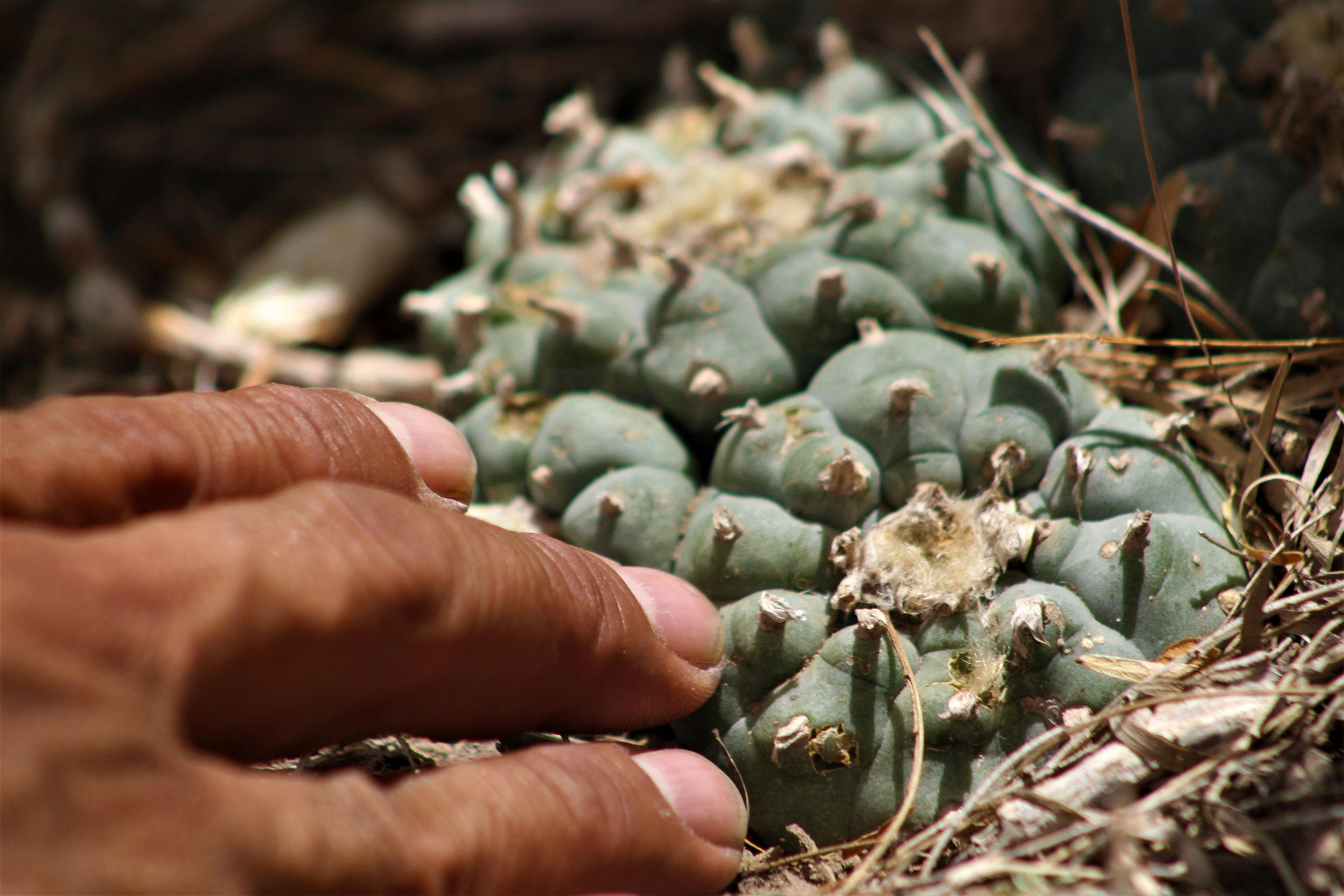 Peyote